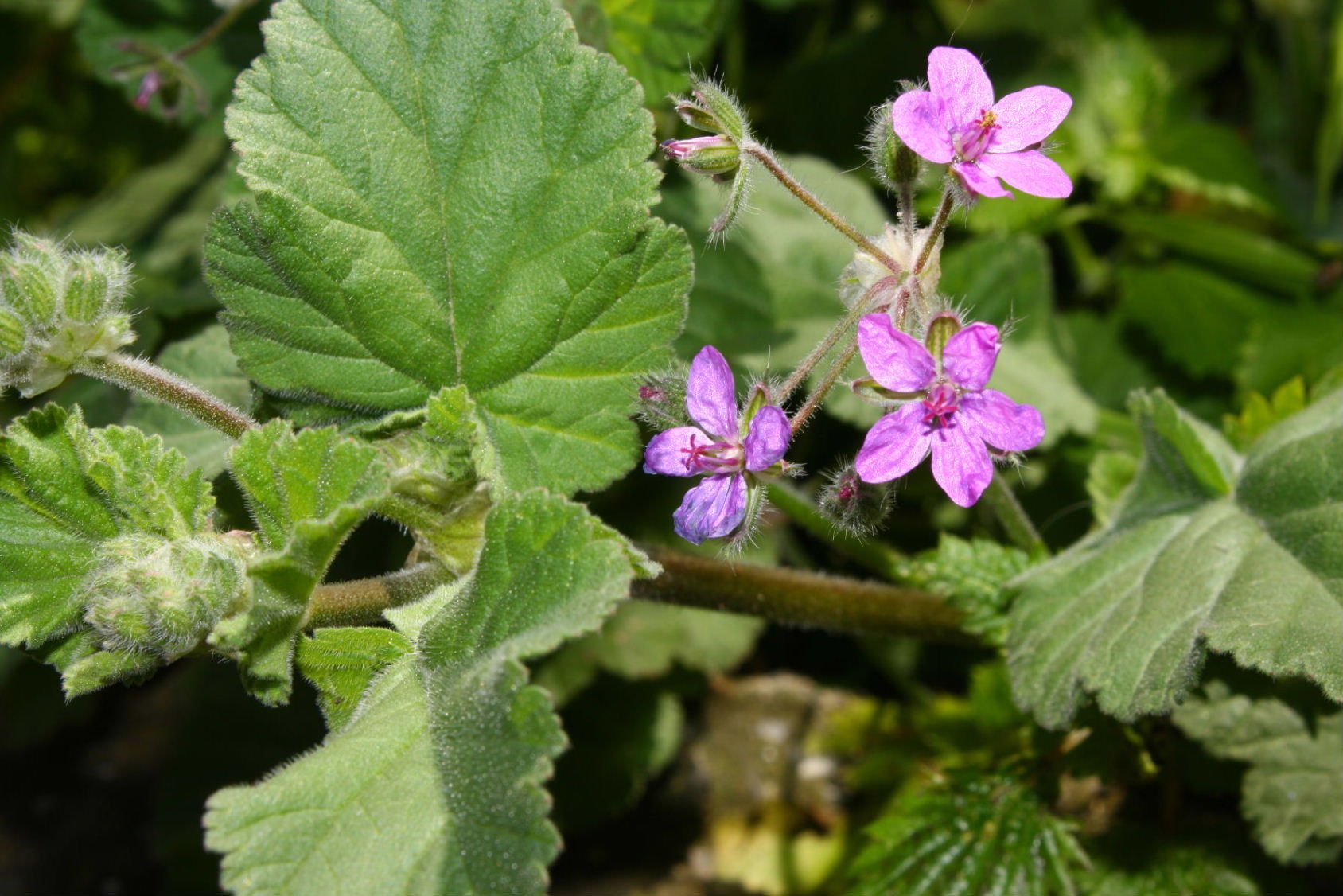 Erodium malacoides (Geraniaceae)